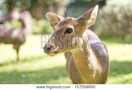 Face Of Deer Mammal Animal In Park
