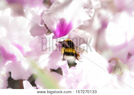 Close up of a Bumblebee sucking on a Cyclamen flower