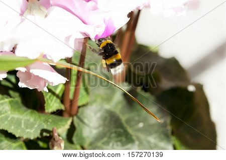 Close up of a Bumblebee sucking on a Cyclamen flower