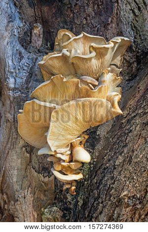 Bracket fungus growing on a tree at Herdsman Lake in Perth Western Australia.