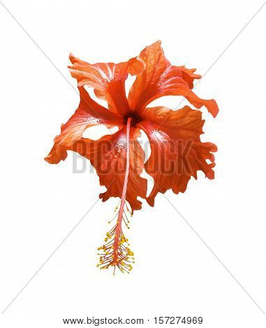 Red hibiscus flower isolated on white background
