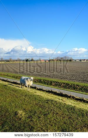 One bleating sheep walking lonely on the of an embankment and along a fence next to a country road in the Netherlands. In the background is a plowed field and the edge of a small village.
