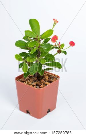 Crown of thorns on isolated white background