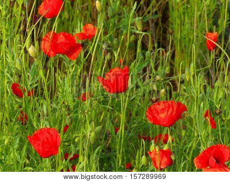 It is spring and the papaver flowers are shining.