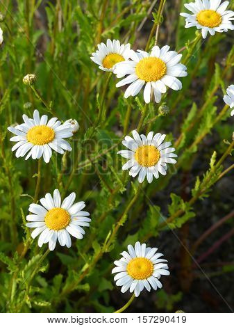 It is spring and the marguerites look very fresh.
