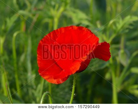 It is spring and the papaver flower shines.