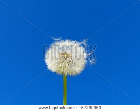 The dandelion is ripe. The pappus is flying.
