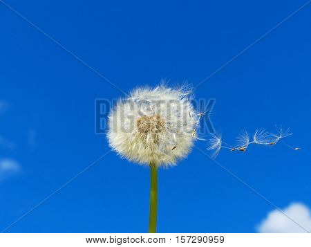 The dandelion is ripe. The pappus is flying.
