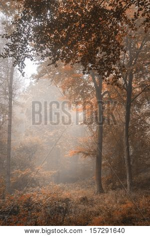 Stunning Colorful Vibrant Evocative Autumn Fall Foggy Forest Landscape