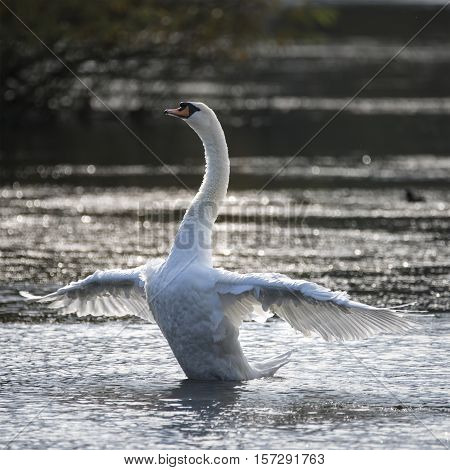 Graceful Beautiful Mute Swan Cygnus Olor Stretches It's Wings On Lake With Sun Behind