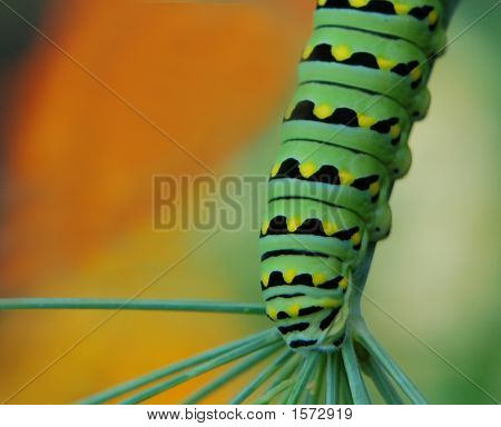 Caterpillar