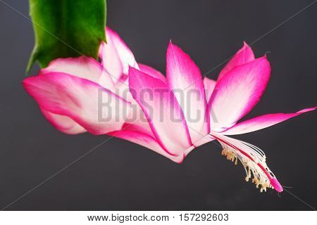 Flower of Christmas Cactus (Schlumbergera) isolated on black background