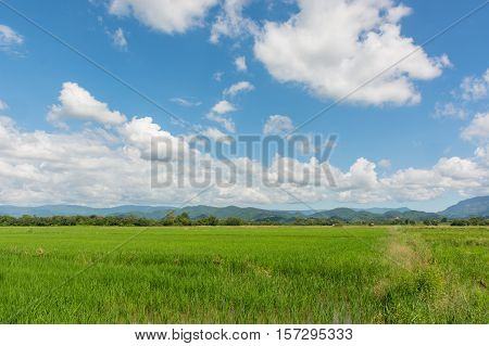 Rice field with beautiful blue sky at Phichit Thailand