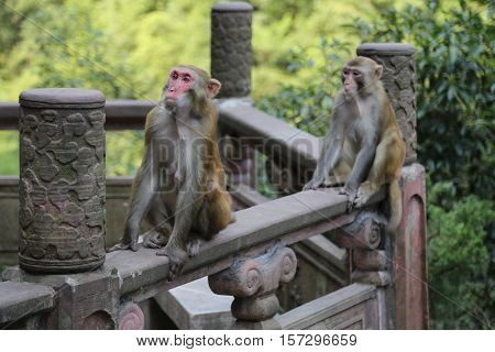 Monkeys in Zhang jia jie, Hunan, China