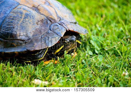 Red eared turtle hiding in its shell close up on green grass