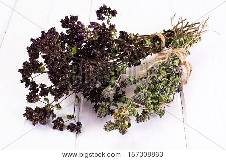 Dried Flowers and Stems of Thyme Studio Photo