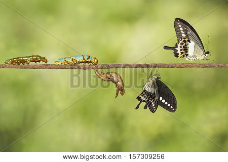 Transformation Of Banded Swallowtail Butterfly (papilio Demolion)