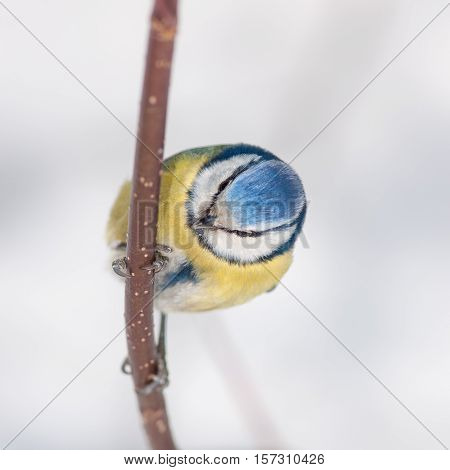 portrait of bluetit on a background of white snow