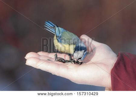 portrait of bluetit on the palm with seeds