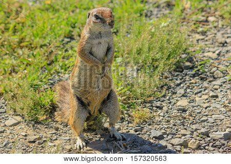 African squirrel standing on the ground in South Africa. Front view.