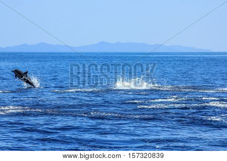 One Dolphin jumping in the sea. Isla Espiritu Santo near La Paz, in Baja California.