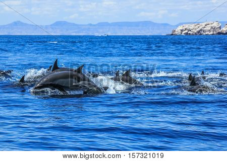 Dolphins jumping in Mexico. Isla Espiritu Santo near La Paz, in Baja California.