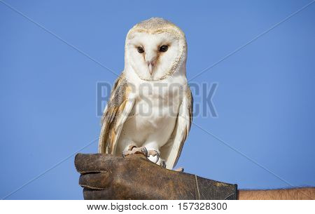 Barn Owl (Tyto alba) in a desert near Dubai United Arab Emirates