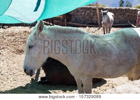 Horses at The village of Cabanaconde, Colca Canyon, Peru