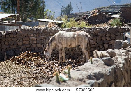 The village of Cabanaconde @ Colca Canyon, Peru