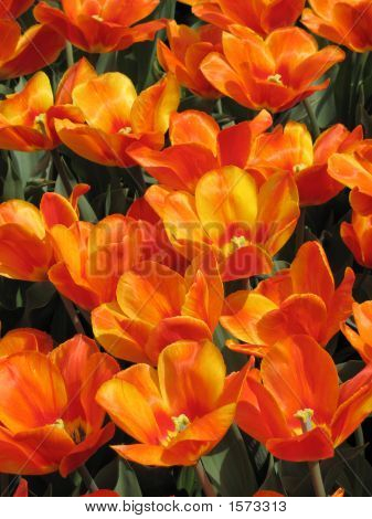 Campi di tulipani