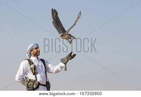 Dubai UAE November 19th 2016: A falconer in traditional outfit training a Peregrine Falcon (Falco Peregrinus)
