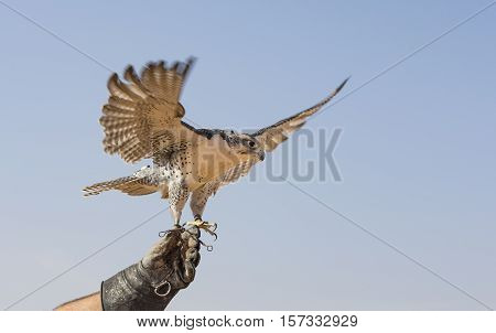 Peregrine Falcon (Falco Peregrinus) about to take off