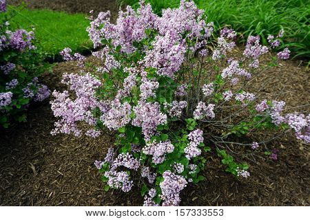 Dwarf Korean lilacs (Syringa meyeri 'Palibin') bloom in a flower garden in Joliet, Illinois during May.