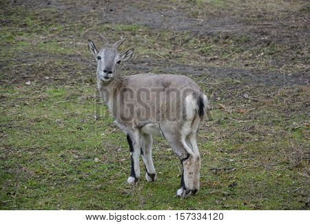 Fauna. Animal. Cameroonian goat stands and looking