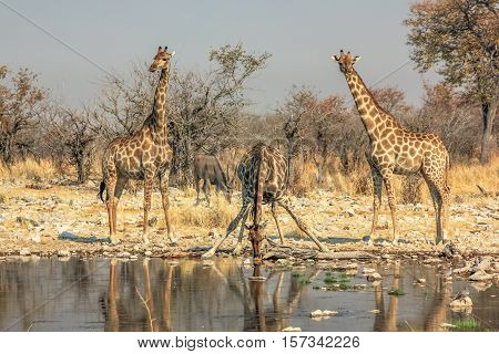 three giraffes drinking at pool in Namibian savannah of Etosha National Park, dry season in Namibia, Africa