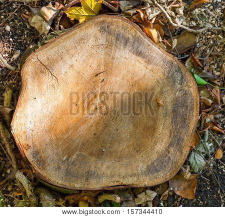 Fresh cut down a tree with sunspots surrounded by autumn leaves