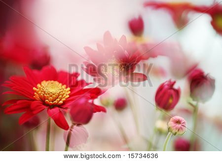 Flower meadow