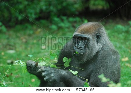 Gorilla munching on green leaves while sitting in a grass field