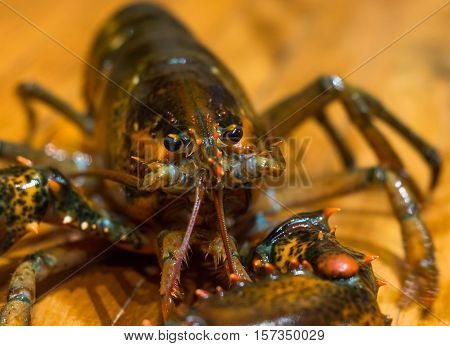 Live Maine Lobster. Close up with depth of field
