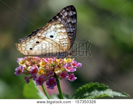 A White Peacock butterfly (Anartia jatrophae) on Lantana flowers