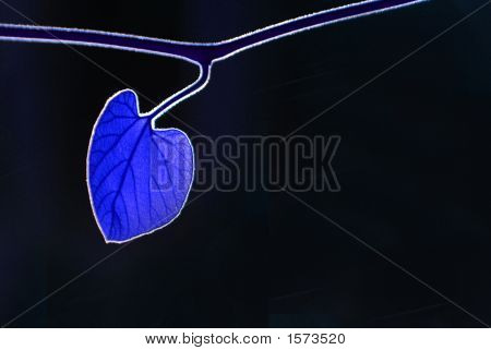 Blue Heart Leaf On Black