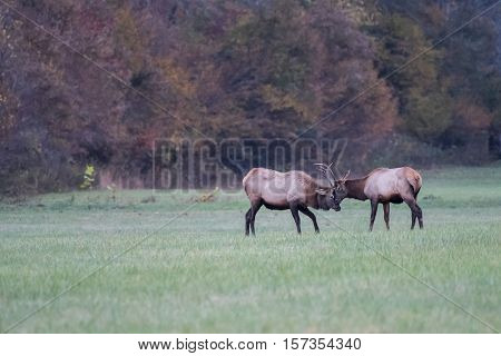 Two Young Elk Practice Sparring