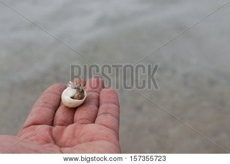 hermit crab Select focus (Diogenes pagurian soldier crab) on hand
