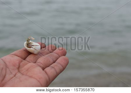hermit crab Select focus (Diogenes pagurian soldier crab) on hand