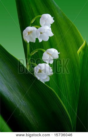 Lily of the valley