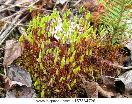Plant common haircap by an early spring