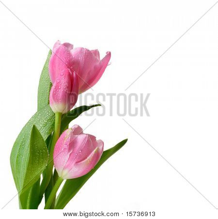 Tulipas Primavera linda no fundo branco