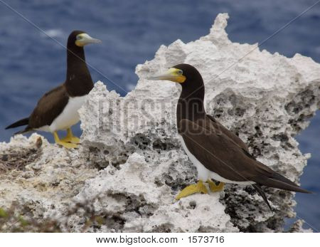 Seagulls