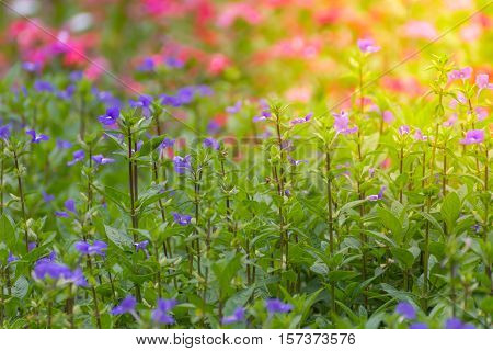 Flower (blue Hawaii)