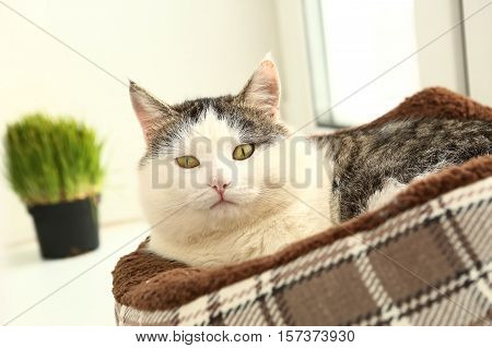 cat lay in catbed close up portriat on window background